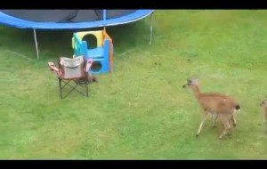 This Deer Is Feeding With Her Kids & Then This Stranger Shows Up And Starts A Game…
