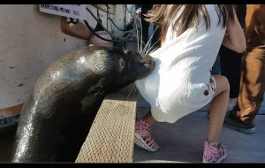 VIDEO:  Sea Lion Drags Girl Into Water!