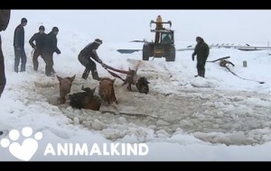 VIDEO: Farmers rescue eleven frantic horses from icy water