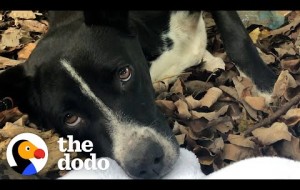 People Find A Dog And Her Puppies In The Middle Of The Woods