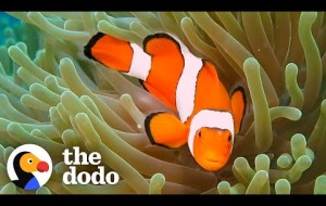 The Amazing Life Cycle Of A Clownfish