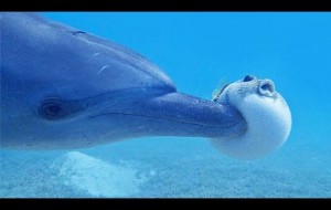 Funny Animal Reaction - Seal And Dolphin - Try Not To Laugh