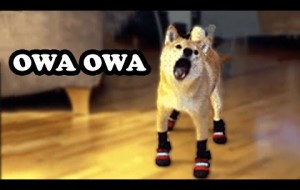 "OWA OWA" Tiktok Trend - Funny Pet Reaction