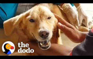 Golden Retriever Spent His Life In A Cage And Now He Runs On The Beach