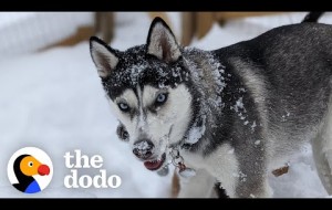 Watch This 10-Pound Adult Husky Get So Strong And Happy 