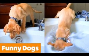 Silly Dog Bloopers & Reactions