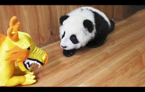 Try Not To Laugh - Funny Panda Video