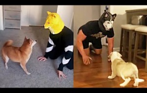 Funny Dog Reaction - Dog vs Dog Mask