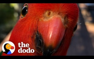 Red Parrot Brings Girlfriend Over To Meet The Woman He Visits Every Day