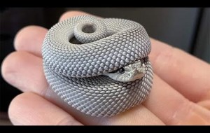 Snakes Can Be Cute Too - Funny Snake Video