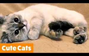 Cutest Cat Bloopers