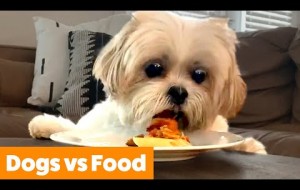 Dogs vs Food - Dog Reactions & Bloopers 