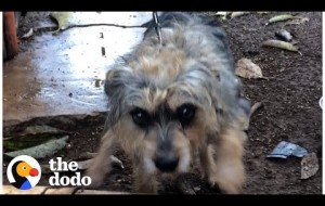 Dog Tied Up For Years Gets To Run On The Beach Now | The Dodo Foster Diaries