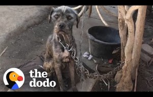 Watch This Woman Convince Guy To Give Her His Chained-Up Dog And Puppies