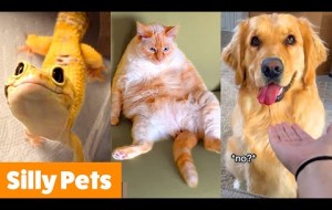 Silly Cute Animals | Funny Pet Videos
