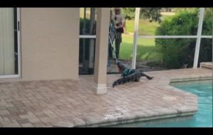 Alligator gets stuck on lanai, takes a dip in Florida man's pool