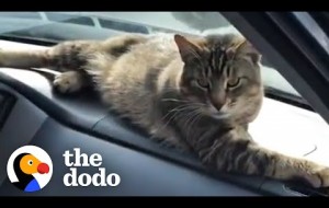 Stray Cat Decides To Work At A Car Shop And Greet Every Customer