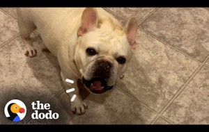Stubborn Frenchie Hilariously Argues With Mom For 3 Hours Over Dinner