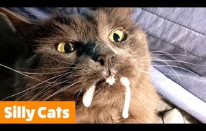 Silly Cat Reactions & Bloopers | Funny Pet Videos