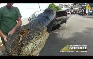 Huge gator found under car in Florida