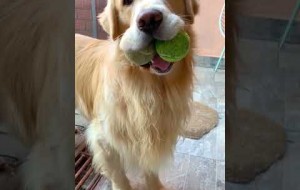 Silly Doggo Catches Two Balls