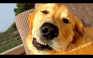 Cute Silly Dogs Bloopers & Reactions