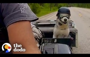 Motorcycle-Loving Senior Husky Get His Own Sidecar