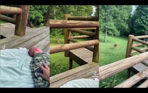 VIDEO: Momma deer comes running to check on crying newborn boy