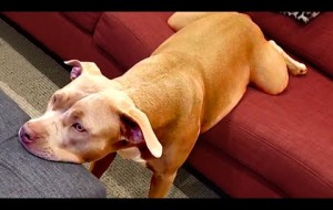 Strange Things That Dogs Do | Funny
