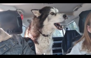Husky starts Crying when Granny turns up Late