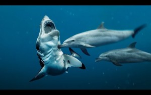 This Is Why Sharks Are Afraid of Dolphins