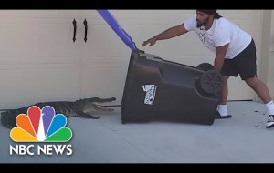 Florida Man Captures Alligator In Trash Bin